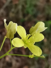 Biscutella laevigata