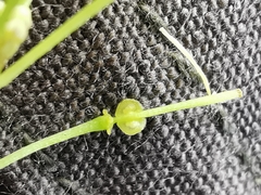 Biscutella laevigata