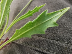 Biscutella laevigata