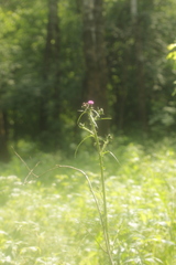 Cirsium palustre