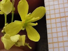 Biscutella laevigata