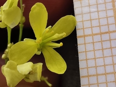 Biscutella laevigata