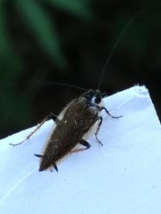 Ectobius lapponicus