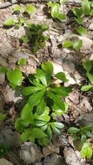 Chimaphila umbellata umbellata