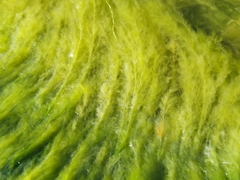 Cladophora glomerata