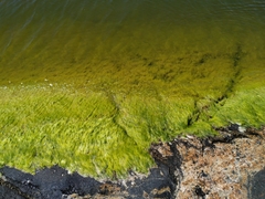 Cladophora glomerata