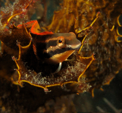 Petroscirtes fallax
