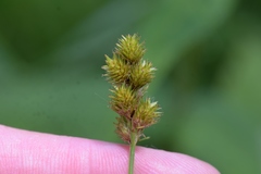 Carex normalis