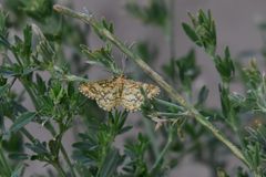 Heliomata glarearia