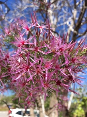 Calytrix exstipulata