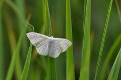 Scopula subpunctaria