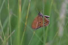 Coenonympha oedippus