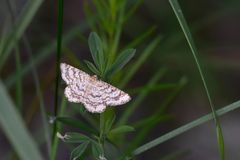 Heliomata glarearia