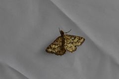 Heliomata glarearia