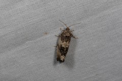 Pseudosciaphila duplex