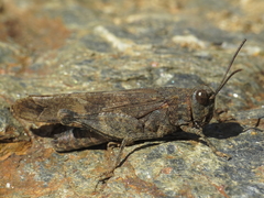Oedipoda coerulea