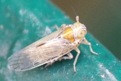 Dicranotropis hamata