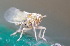 Dicranotropis hamata