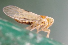 Dicranotropis hamata