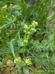 Galium mollugo