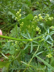 Galium mollugo