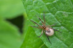 Hygrolycosa rubrofasciata