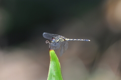 Diplacodes lefebvrii