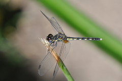 Diplacodes lefebvrii