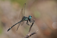 Neodythemis arnoulti
