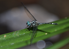 Neodythemis arnoulti