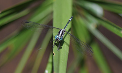 Neodythemis arnoulti