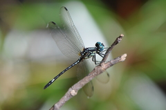 Neodythemis arnoulti