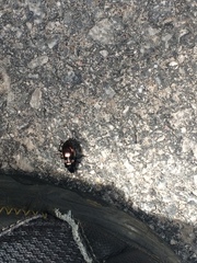 Pterostichus burmeisteri