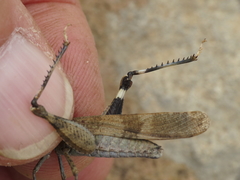 Oedipoda coerulea