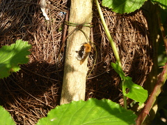Bombus
