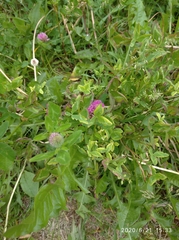 Trifolium pratense