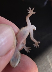 Hemidactylus mabouia