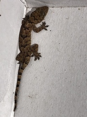 Hemidactylus mabouia