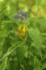Melampyrum nemorosum