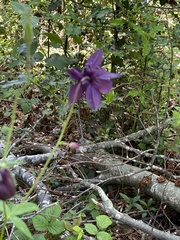 Aquilegia atrata
