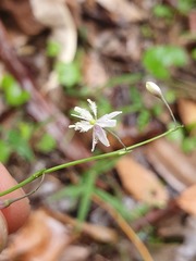 Arthropodium milleflorum