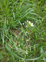 Capsella bursa-pastoris