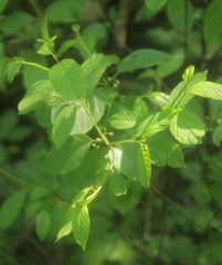 Frangula alnus