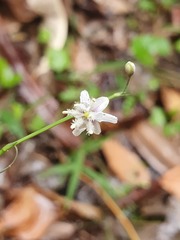 Arthropodium milleflorum