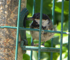 Periparus ater britannicus