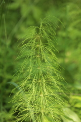 Equisetum sylvaticum
