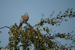 Columba palumbus