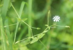 Stellaria nemorum