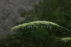 Hordeum bulbosum