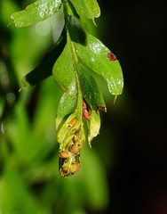 Tmesipteris obliqua
